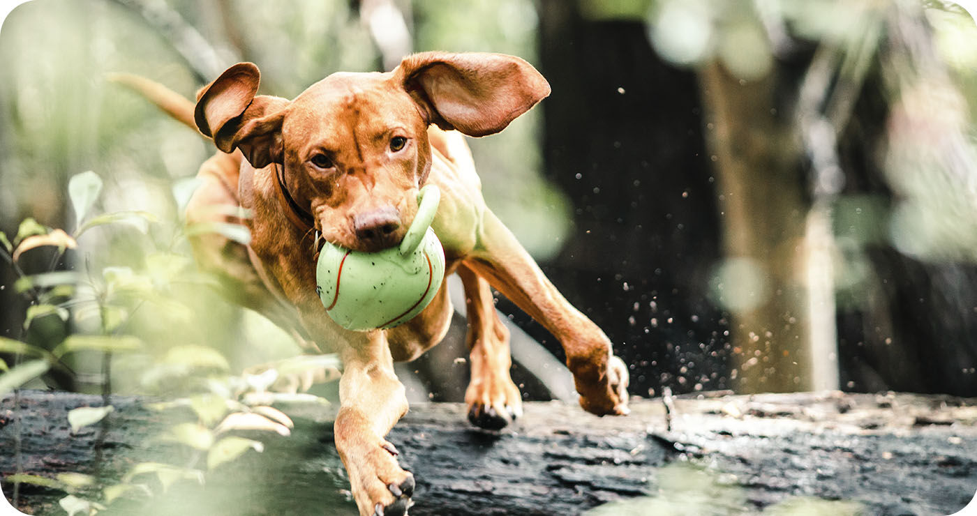 perro pelota verde