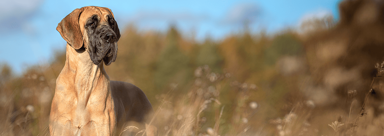 razas de perros grandes