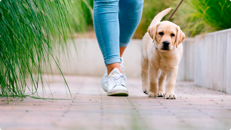 Primeros paseos de mi cachorro