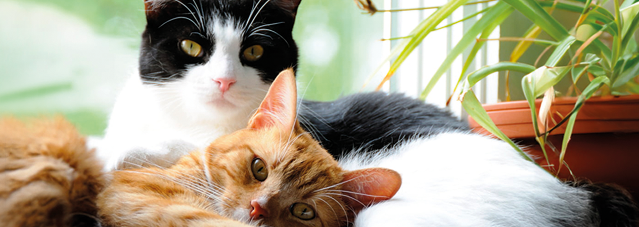 Cómo saber si un gato es hembra o macho