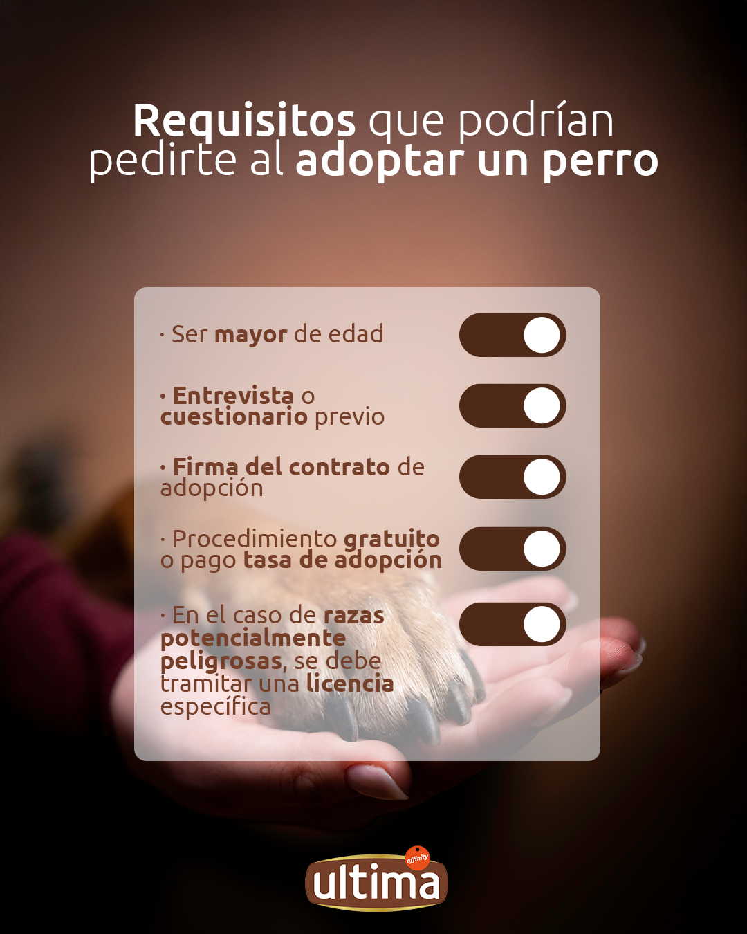 Requisitos adopción perro