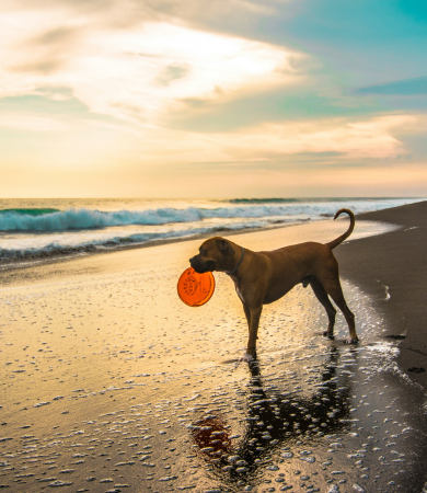 Image Link For Mejores playas para perros cerca de m&iacute; | Mapa