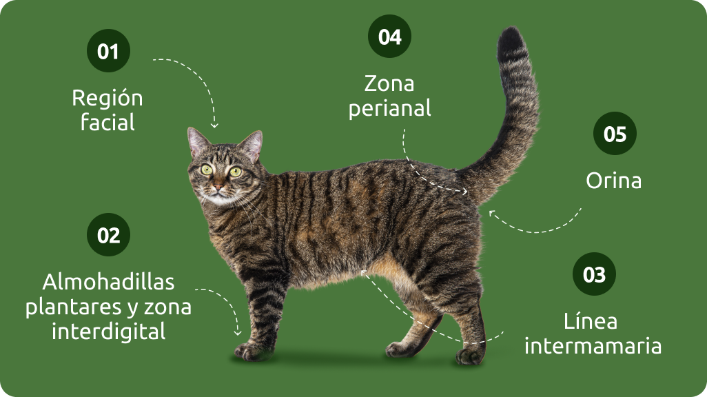 Las feromonas de los gatos