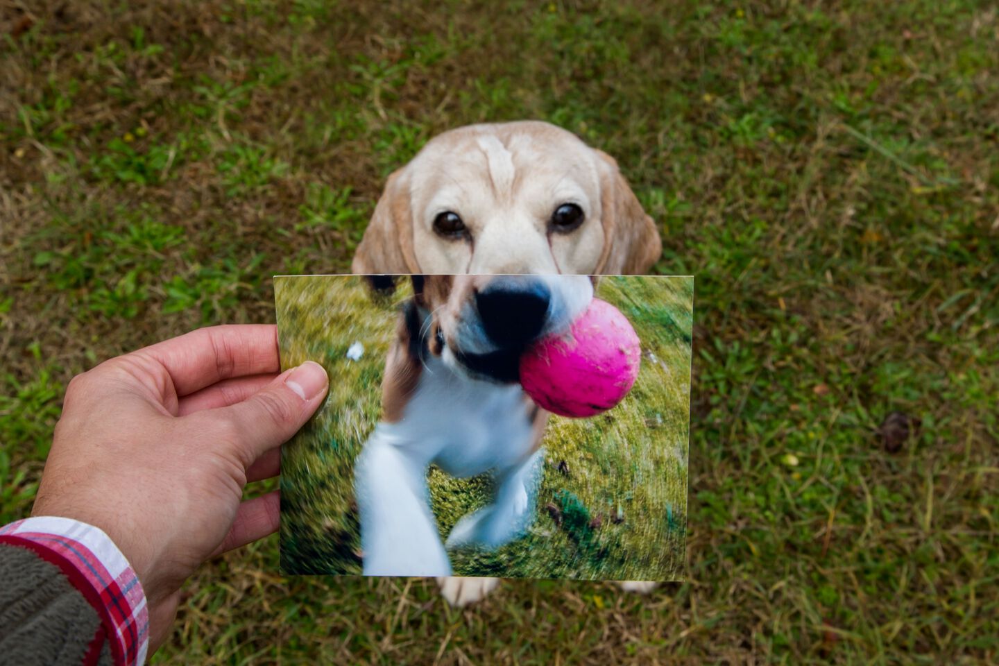 Pet parent sosteniendo una foto de un perro