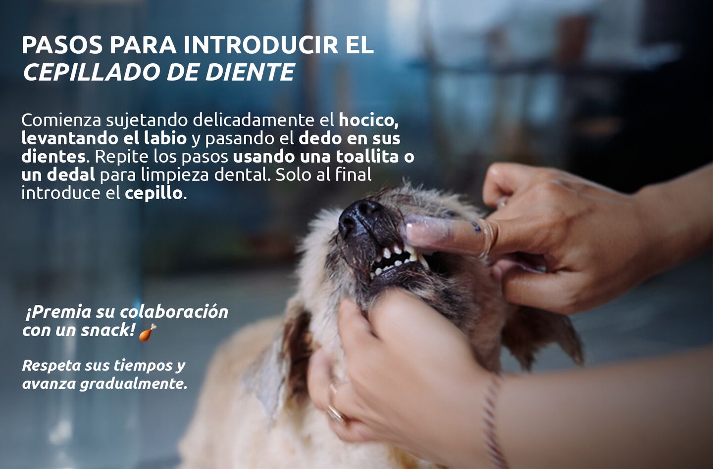Cepillar los dientes al perro