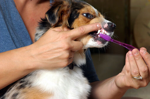 Pet parent cepillándole los dientes a su perro