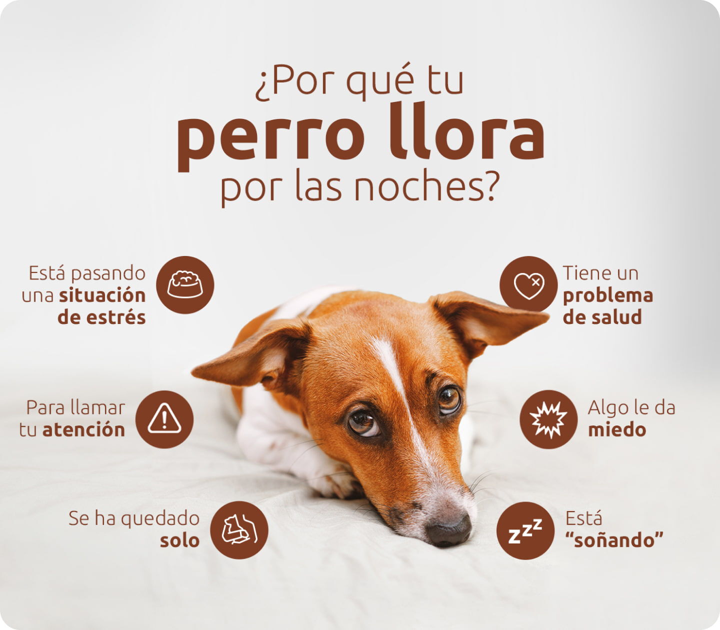¿Por qué tu perro llora por las noches?