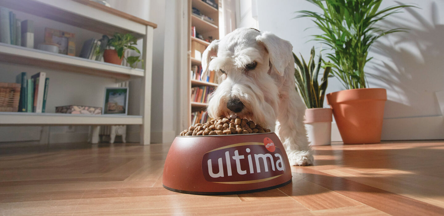 Cuándo cambiar la comida de cachorro a adulto