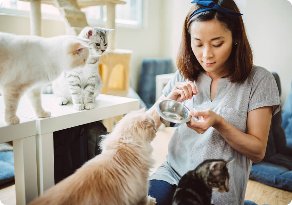 Mujer cuidado de unos gatos