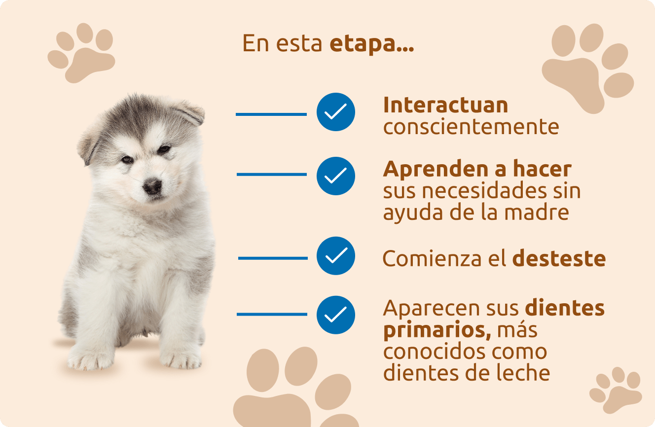 Etapa de socialización