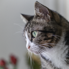 Image Link For ¿Qué señales te indican que tu gato está sano?