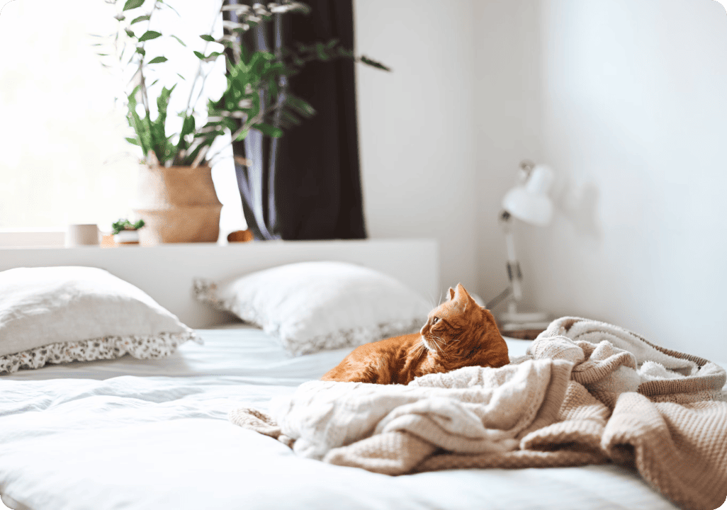 Gato en la cama