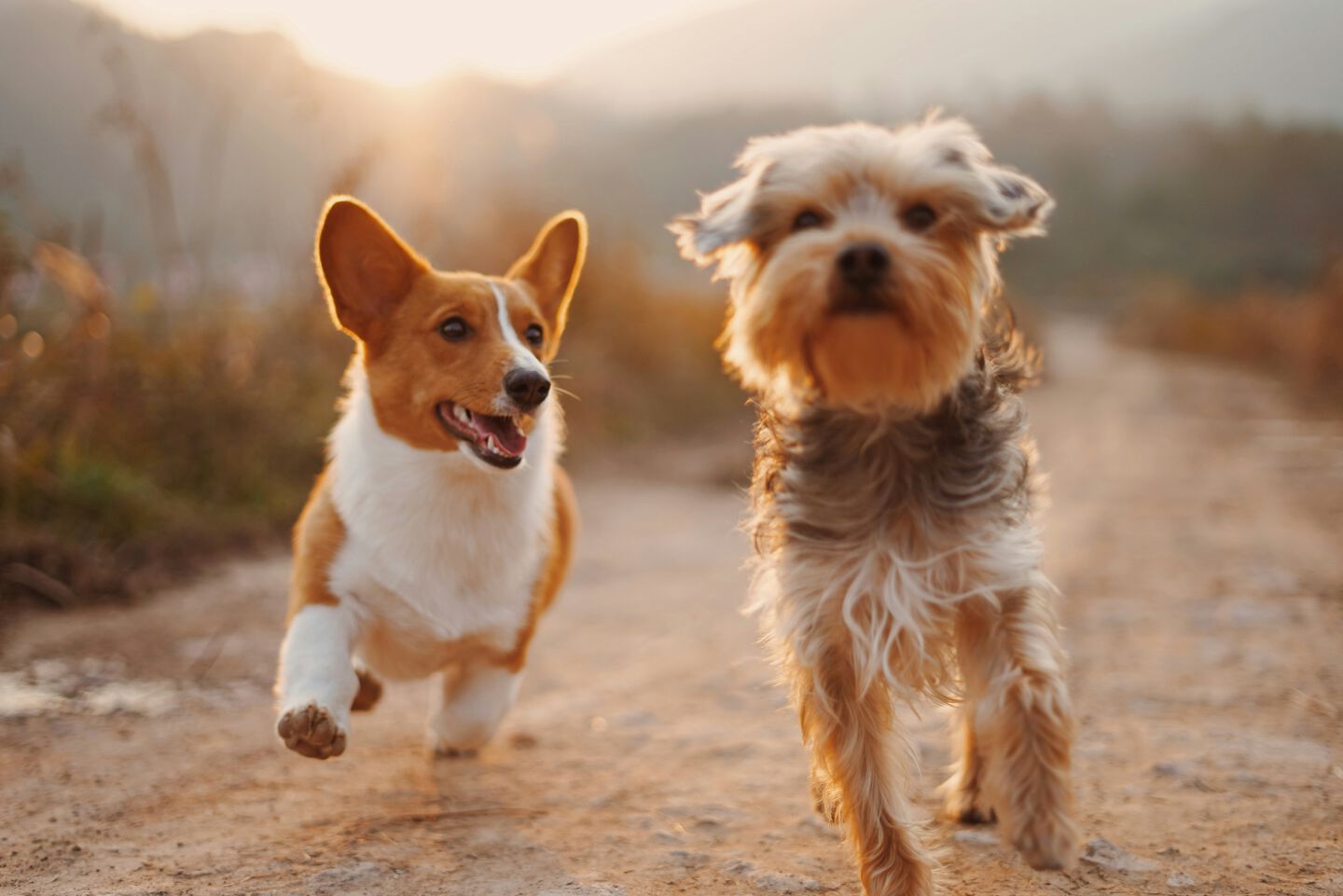 Perritos corriendo
