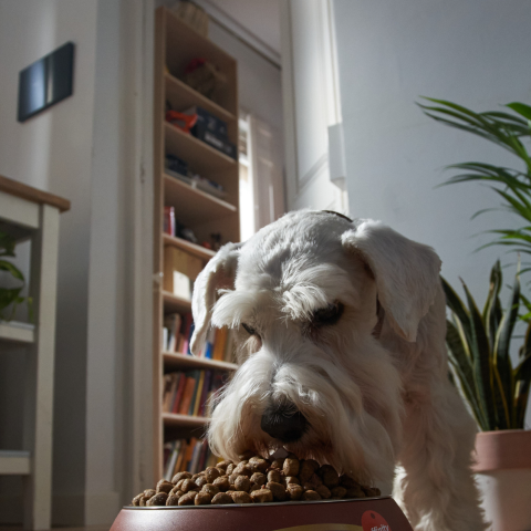 Image Link For Cuándo cambiar la comida de cachorro a adulto