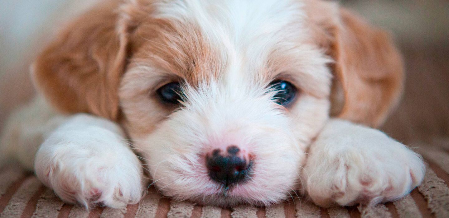 Pautas para los primeros días de tu cachorro en casa
