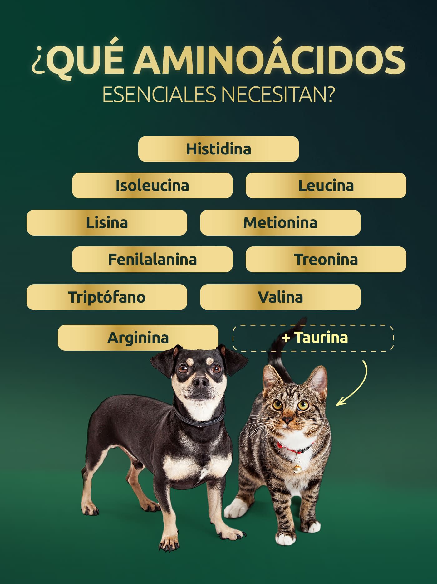 Aminoácidos para gatos y perros