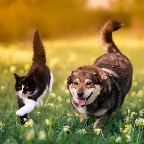 Image Link For La importancia de la proteína de calidad en la nutrición de gatos y perros