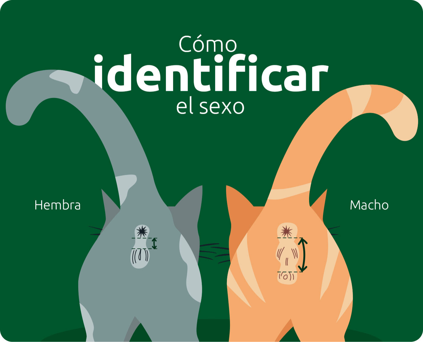 Identificar el sexo de un gato