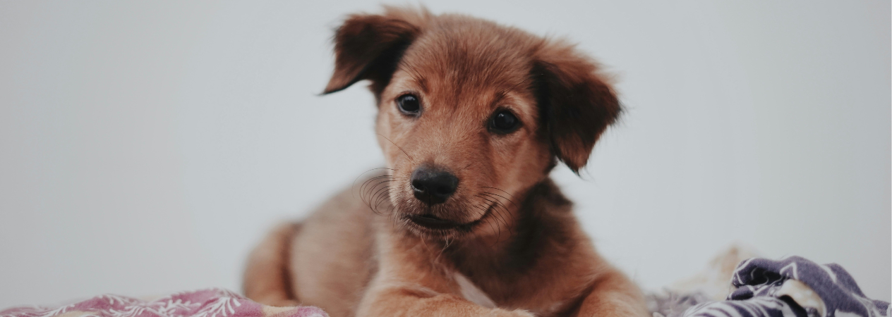 Image Link For Nombres para perras: 100 ideas originales y tiernas