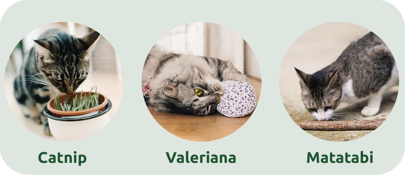 Catnip, valeriana y matatabi