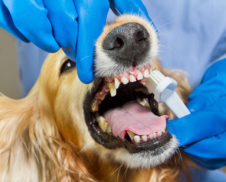 Limpieza bucal profesional para perro