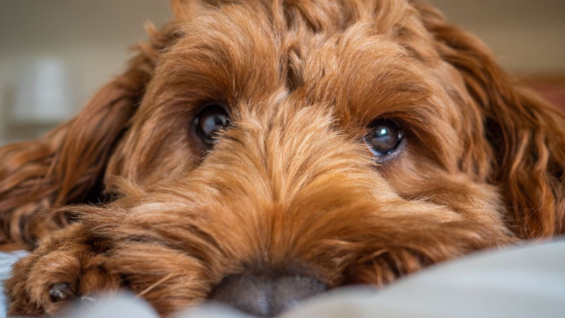 ART Perro llora noche.png