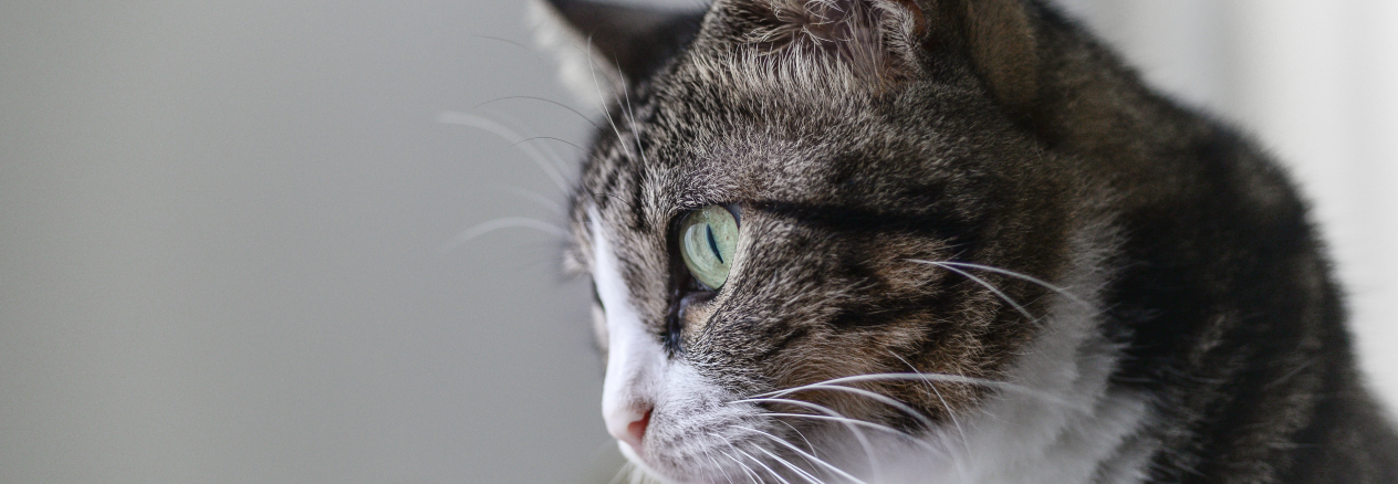 Señales de que tu gato está sano