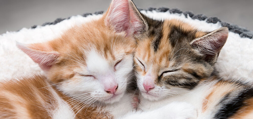 dos gatos