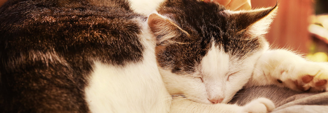 gato durmiendo