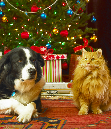 Image Link For Navidad con perros y gatos: consejos