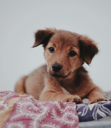 Image Link For Nombres para perras: 100 ideas originales y tiernas