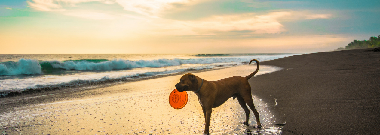 Perro en la playa