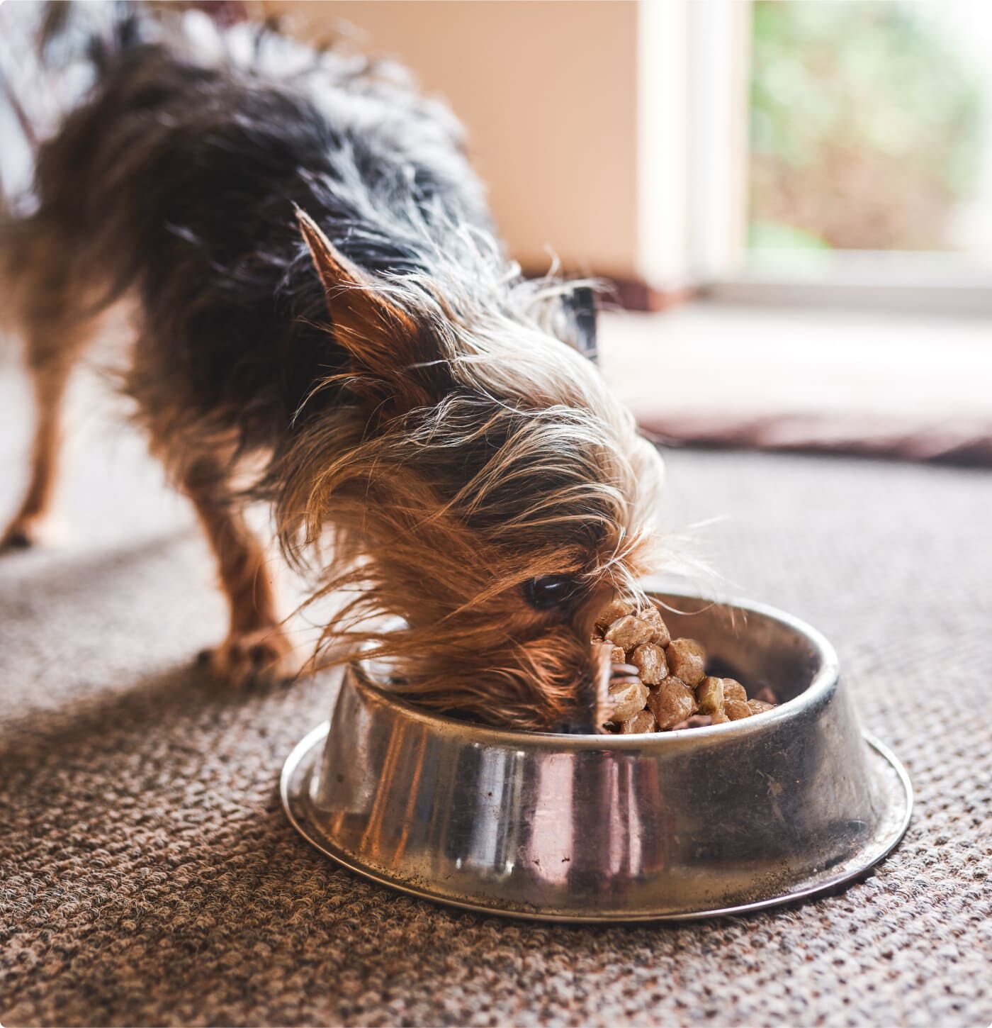 perro comiendo de bol