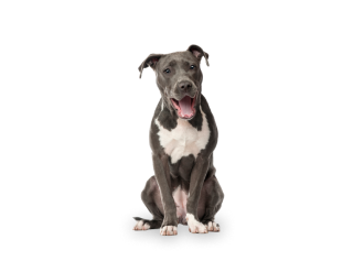 American Staffordshire Terrier