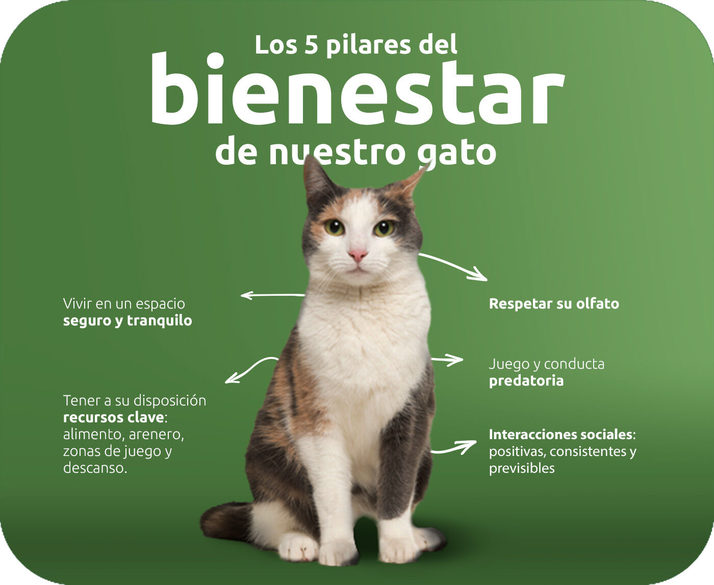 Los cinco pilares del bienestar de nuestro gato