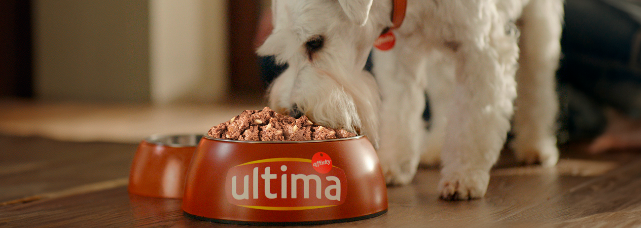 Beneficios comida h&uacute;meda para perros peque&ntilde;os