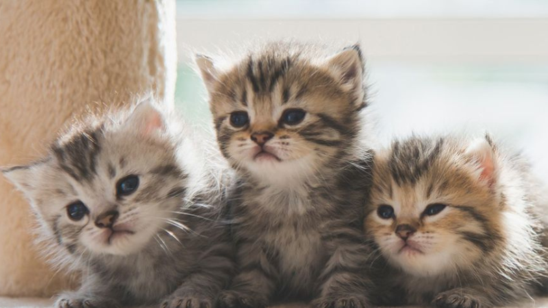 ART Destete gatos.png