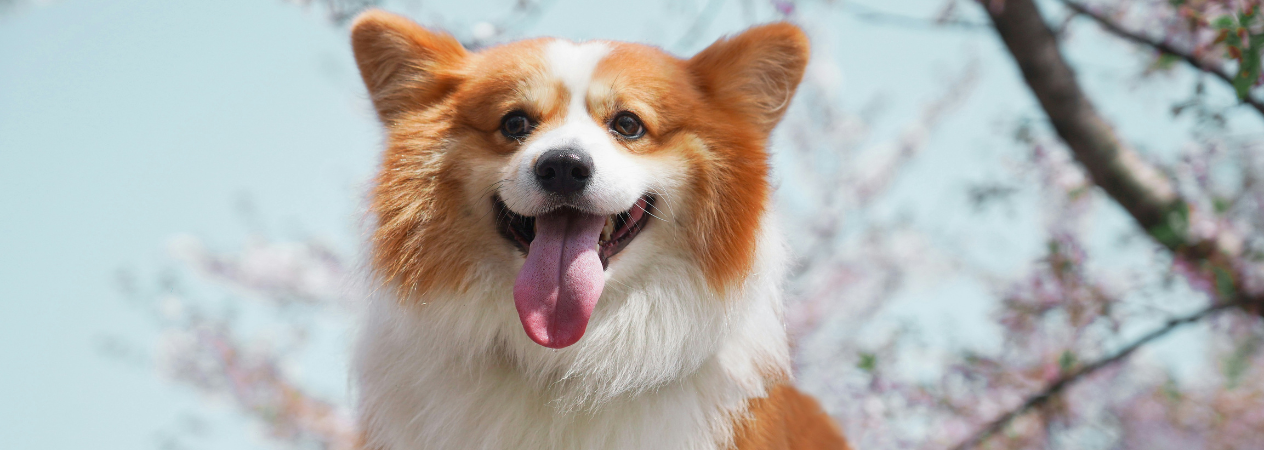 50 nombres cortos para perros
