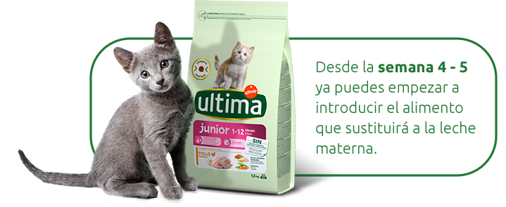 ¿Cuándo se le puede empezar a dar comida a los gatitos?