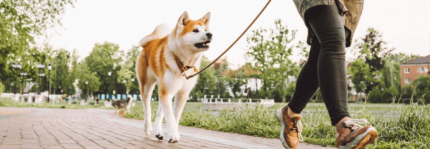 Claves para un buen paseo con tu perro