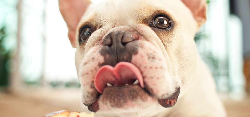 perro relamiendose