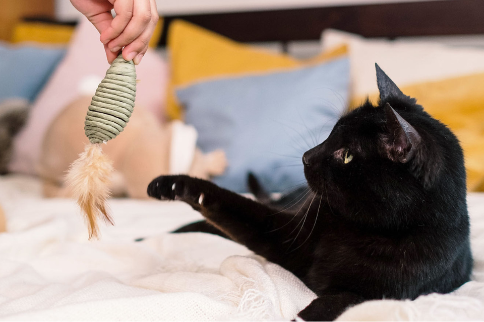 Jugar con tu gato