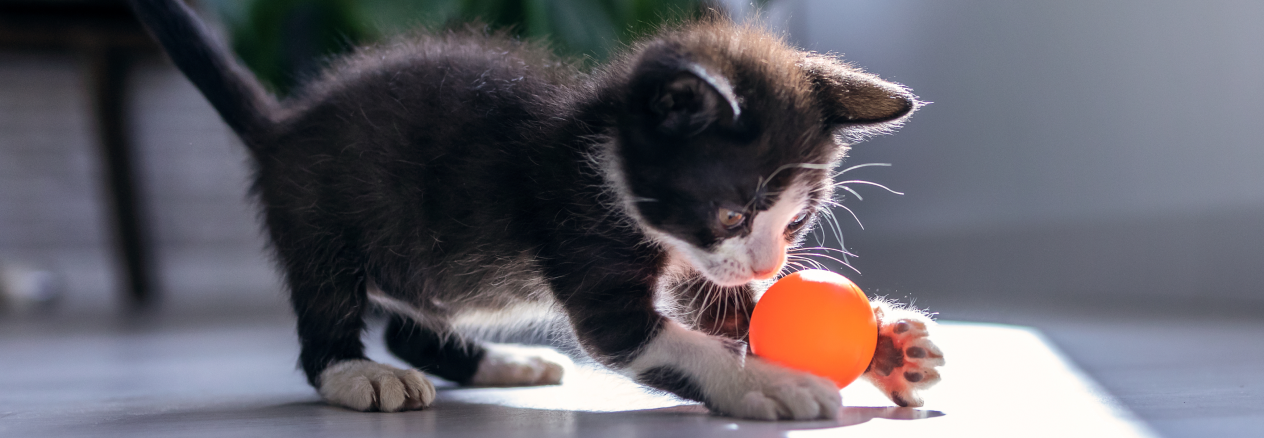 ¿A qué edad se tranquiliza un gato?