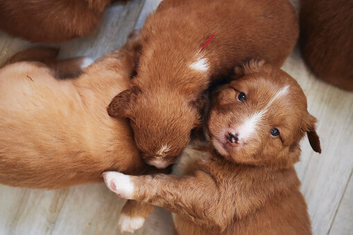 Cachorros de perro