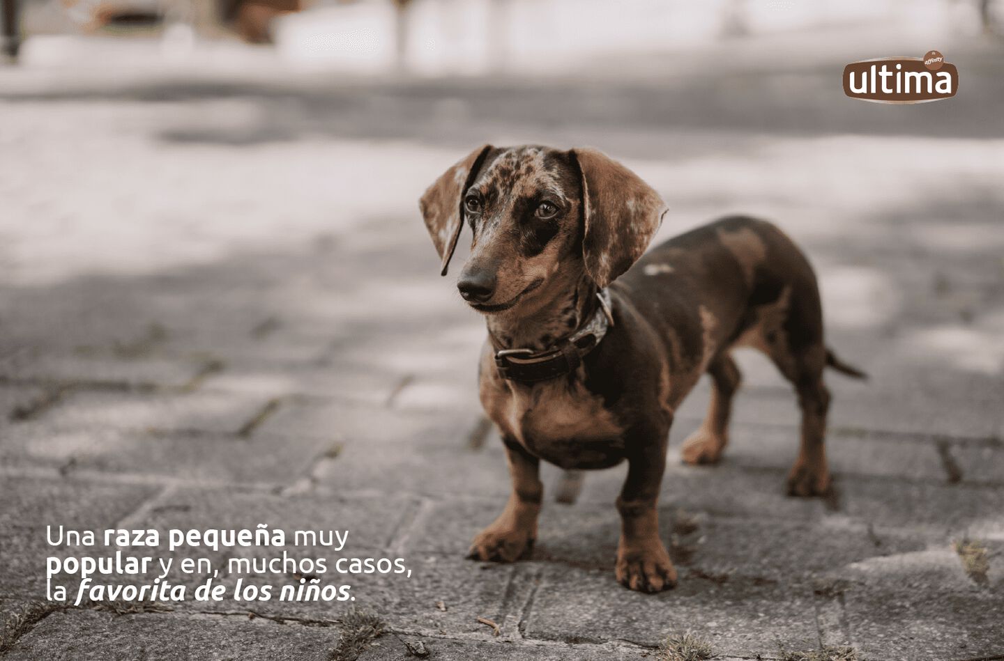 Fotografía de un teckel. Frase: una raza pequeña muy popular y, en muchos casos, la favorita de los niños