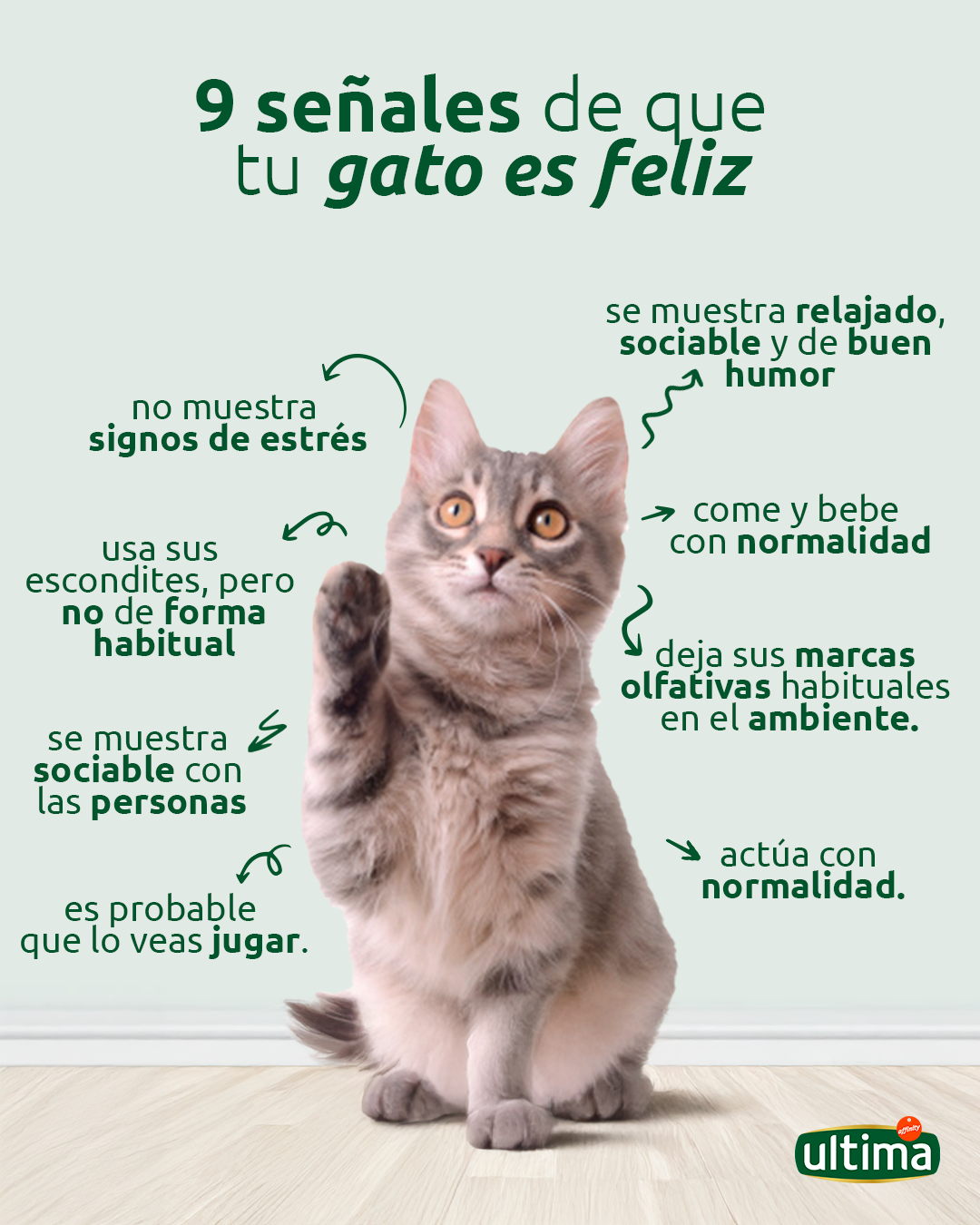 9 señales de que tu gato es feliz