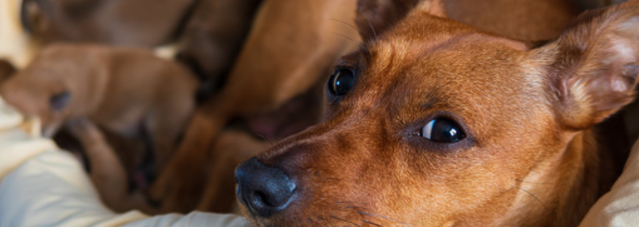 Image Link For &iquest;Cu&aacute;nto dura el embarazo de un perro? Etapas y cuidados