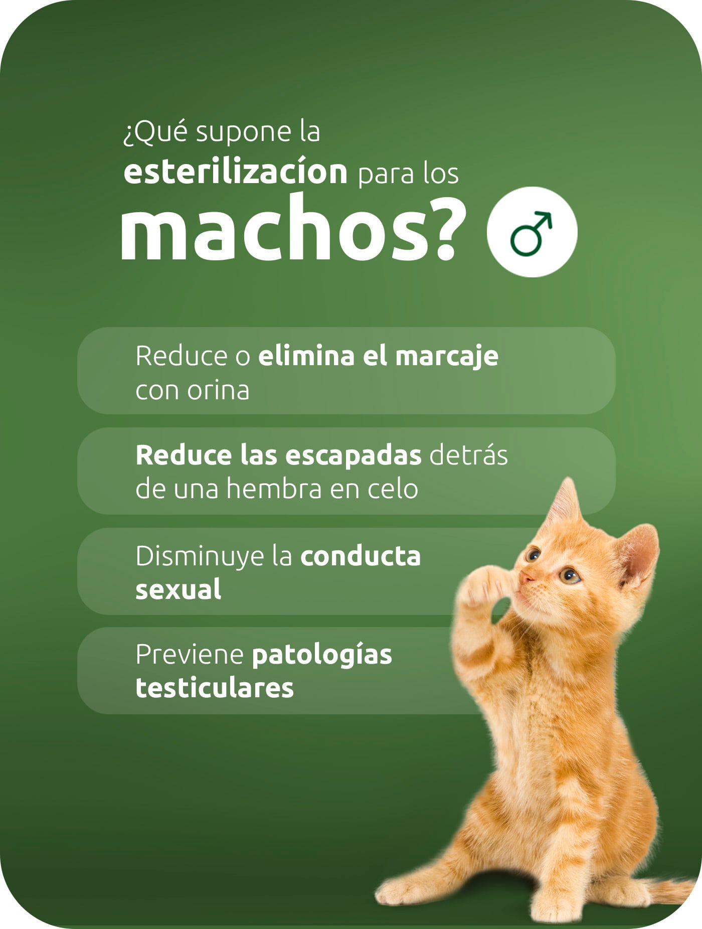 Esterilización en gatos