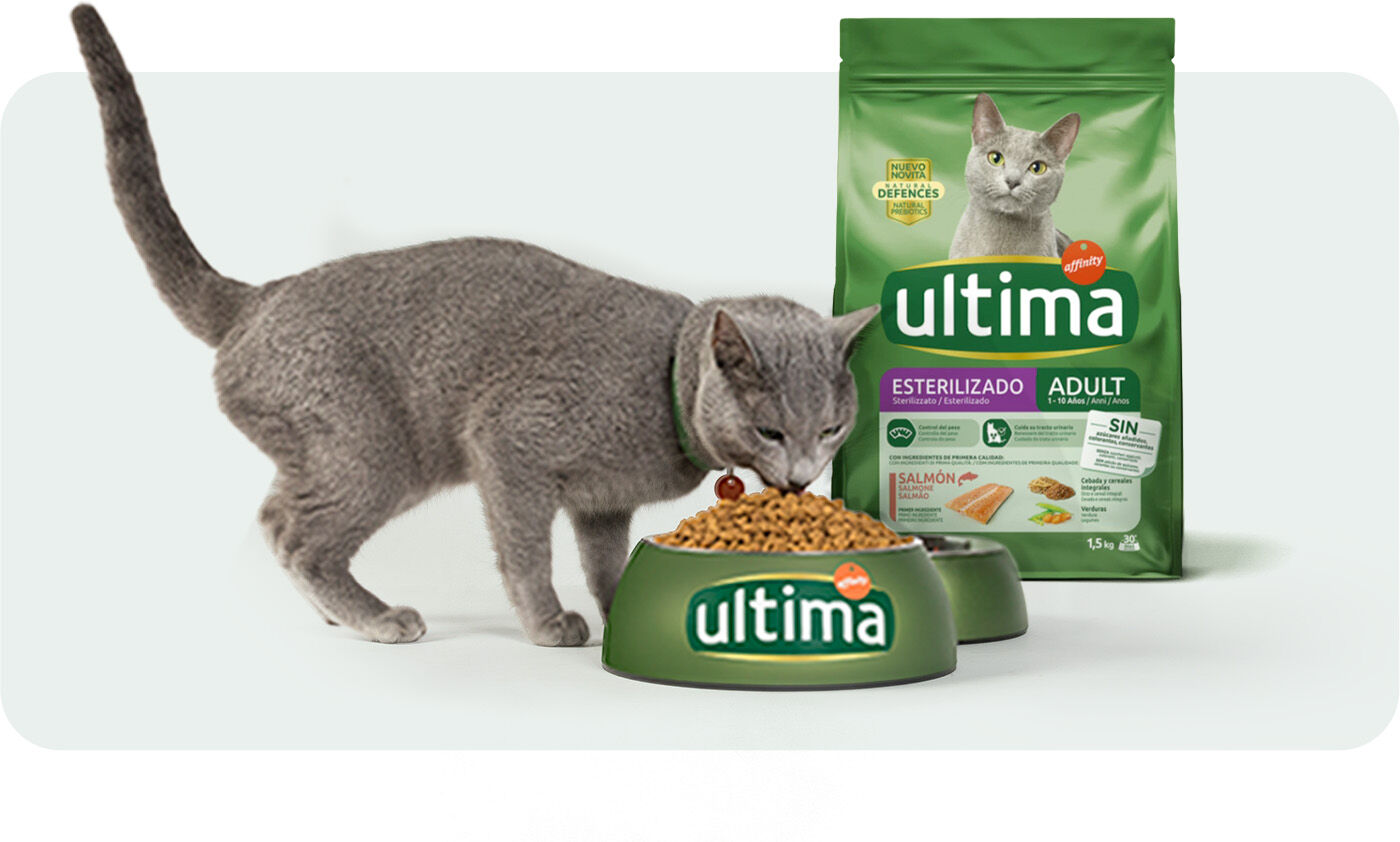 gato comiendo comida ultima