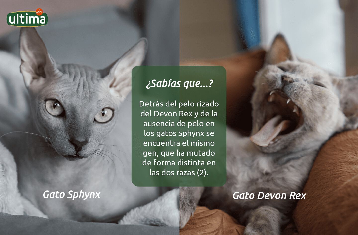 Fotograf&iacute;a de dos gatos, un Devon Rex gris y un Sphynx. Texto: &iquest;Sab&iacute;as que&hellip;? Detr&aacute;s del pelo rizado del Devon Rex y de la ausencia de pelo en los gatos Sphynx se encuentra el mismo gen, que ha mutado de forma distinta en las dos razas (2)
